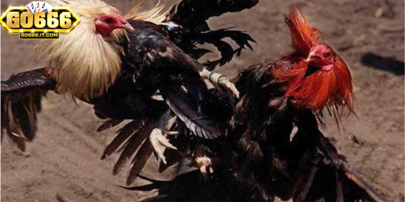 Đá Gà GO666 mang lại trải nghiệm cá cược đỉnh cao