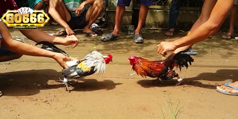 Học Cách Chơi Đá Gà Online Go666 Với Các Bí Quyết Thành Công 1 Cách chơi đá gà online Go666 rất đơn giản và dễ tiếp cận