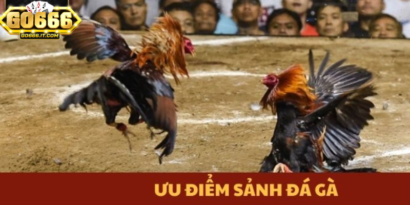 Sảnh Đá Gà Go666 – Nơi Hội Tụ Những Trận Đá Gà Kịch Tính 1 Sảnh đá gà Go666 mang đến trải nghiệm cá cược đỉnh cao
