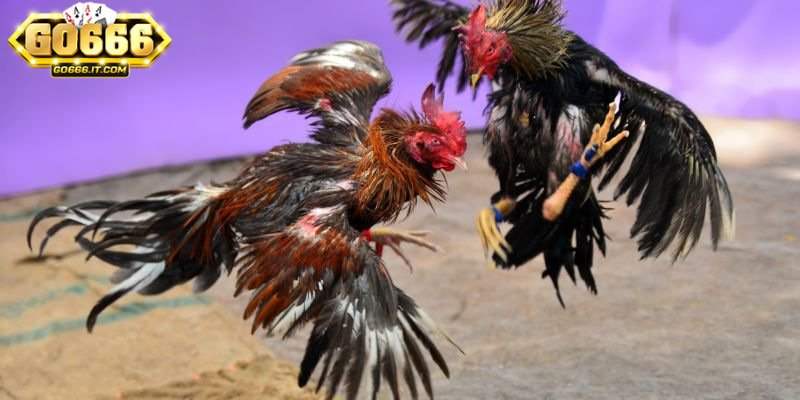 Tỷ lệ cược tại GO666 luôn được cập nhật liên tục