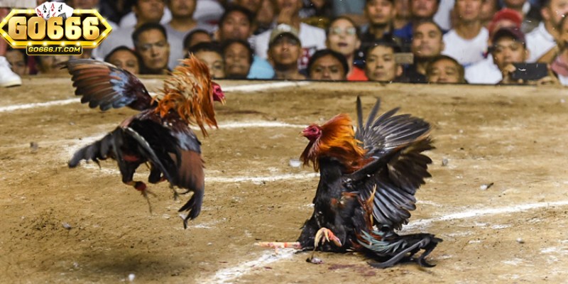 Học Cách Chơi Đá Gà Online Go666 Với Các Bí Quyết Thành Công 2 Cách chơi đá gà online Go666 có thể thay đổi tùy theo chiến lược