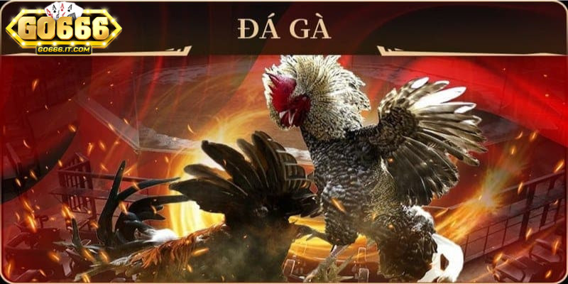 Sảnh Đá Gà Go666 – Nơi Hội Tụ Những Trận Đá Gà Kịch Tính 2 Trận đấu tại Sảnh đá gà Go666 luôn được livestream chất lượng cao