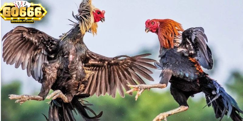 Các trận đấu đá gà tại GO666 rất kịch tính và hấp dẫn