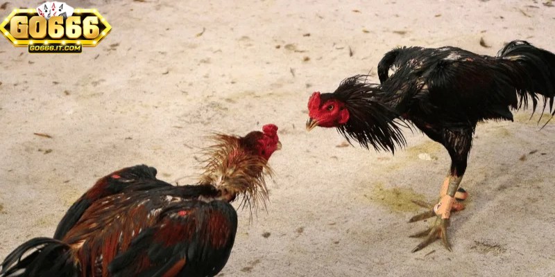 Học Cách Chơi Đá Gà Online Go666 Với Các Bí Quyết Thành Công 3 Cách chơi đá gà online Go666 giúp bạn làm quen với các loại cược