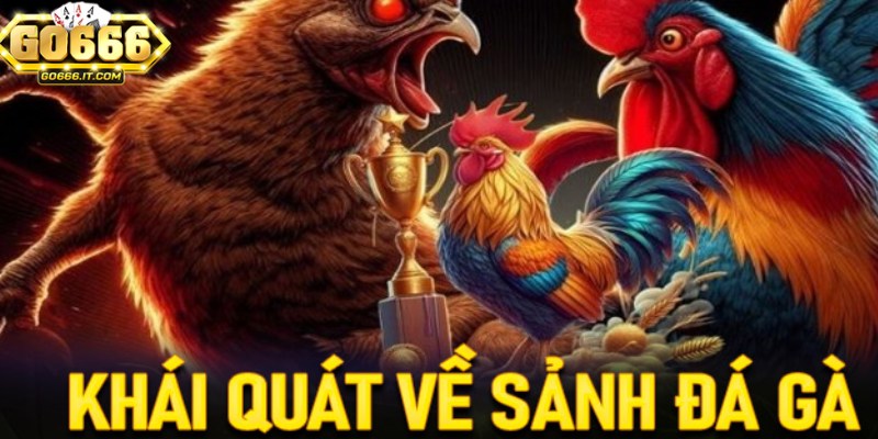 Sảnh Đá Gà Go666 – Nơi Hội Tụ Những Trận Đá Gà Kịch Tính 3 Sảnh đá gà Go666 có tỷ lệ cược hấp dẫn cho mọi người chơi